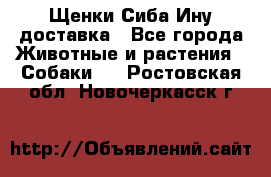 Щенки Сиба Ину доставка - Все города Животные и растения » Собаки   . Ростовская обл.,Новочеркасск г.